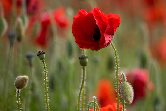 poppies